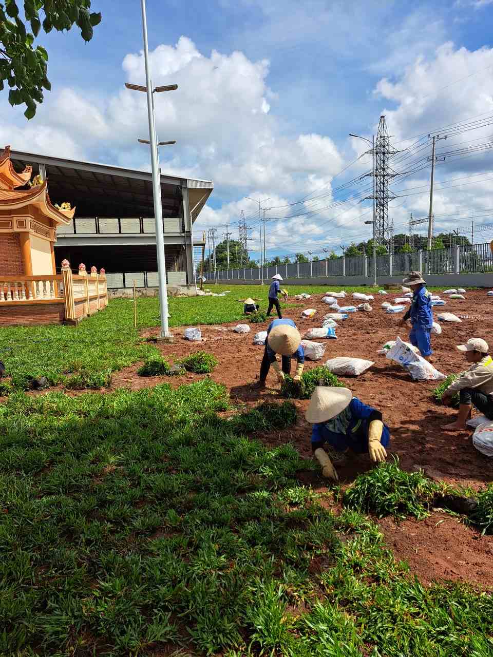 dịch vụ trồng cỏ cảnh quan ở Đồng Xoài, Bình Phước